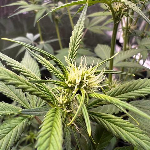 Cookies Gelato Automatic growlog timeline photo