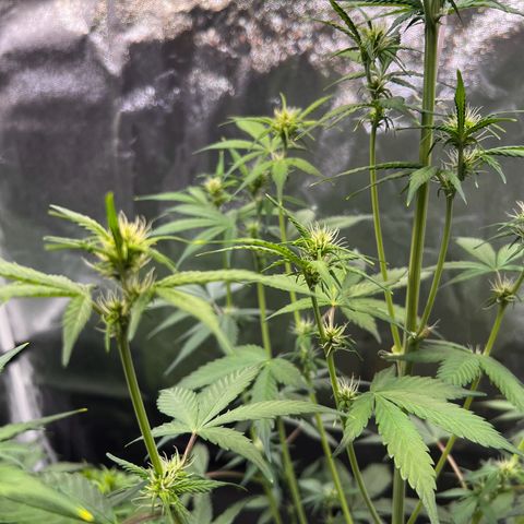 Cookies Gelato Automatic growlog timeline photo