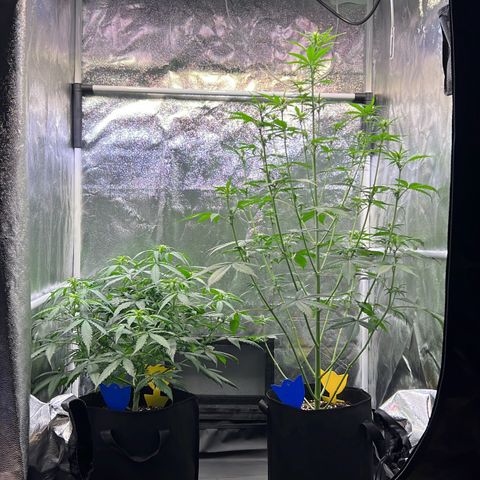 Cookies Gelato Automatic growlog timeline photo