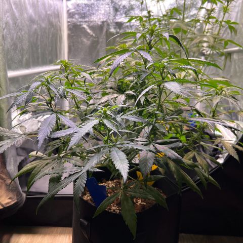 Special Queen #1 growlog photo: Lollipopping, mit der Hoffnung nicht übertrieben zu haben :)
