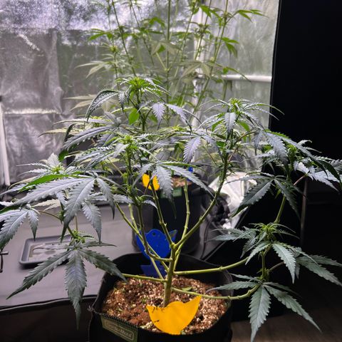Special Queen #1 growlog photo: Lollipopping, mit der Hoffnung nicht übertrieben zu haben :)