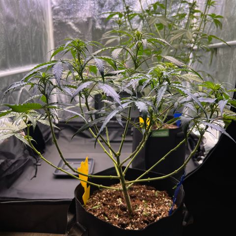 Special Queen #1 growlog photo: Lollipopping, mit der Hoffnung nicht übertrieben zu haben :)