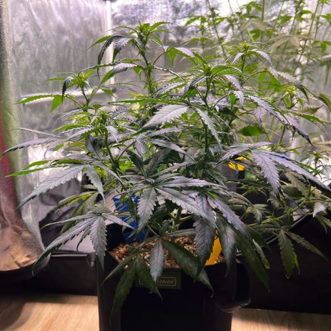 Special Queen #1 growlog photo: Lollipopping, mit der Hoffnung nicht übertrieben zu haben :)