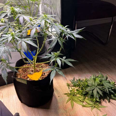 Special Queen #1 growlog photo: Lollipopping, mit der Hoffnung nicht übertrieben zu haben :)