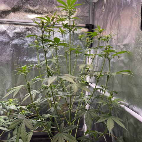 Cookies Gelato Automatic growlog timeline photo