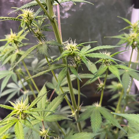 Cookies Gelato Automatic growlog timeline photo