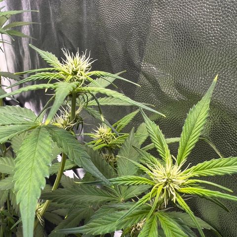 Cookies Gelato Automatic growlog timeline photo