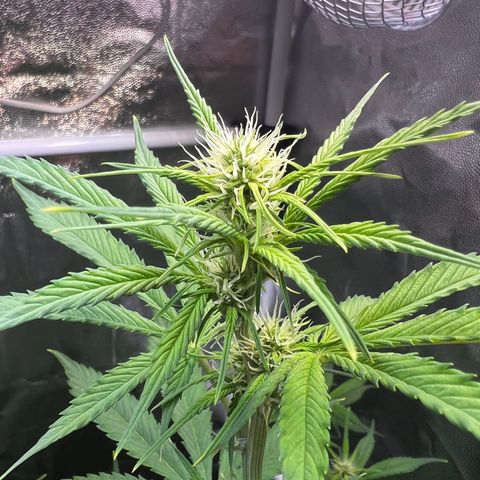 Cookies Gelato Automatic growlog timeline photo