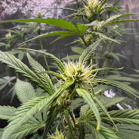 Cookies Gelato Automatic growlog timeline photo