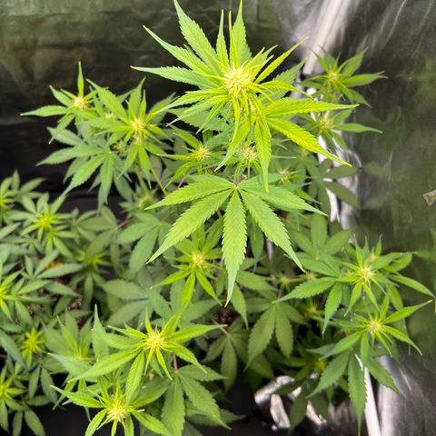 Cookies Gelato Automatic growlog timeline photo