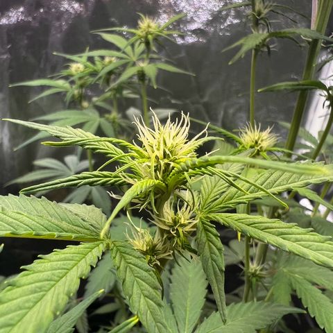 Cookies Gelato Automatic growlog timeline photo