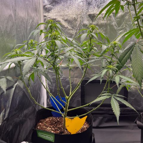 Special Queen #1 growlog timeline photo