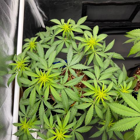 Special Queen #1 growlog timeline photo