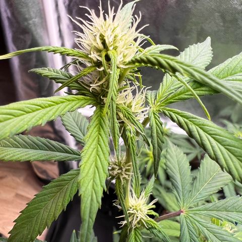 Cookies Gelato Automatic growlog timeline photo