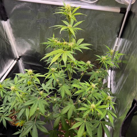 Cookies Gelato Automatic growlog timeline photo