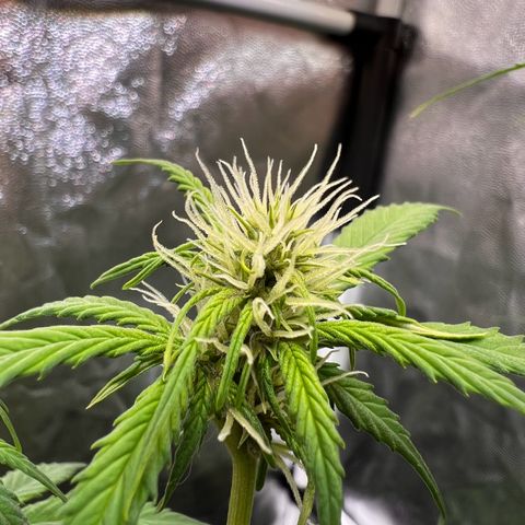 Cookies Gelato Automatic growlog timeline photo