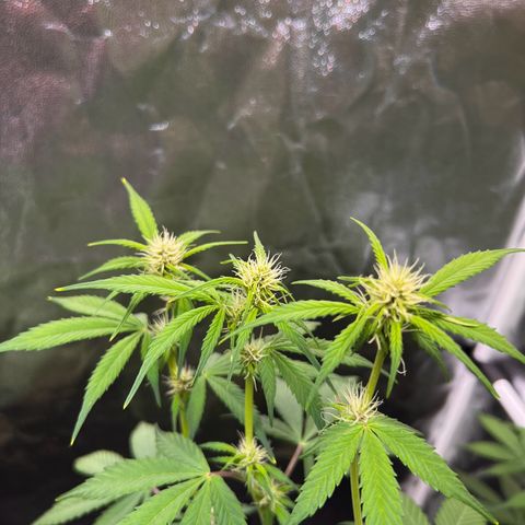 Cookies Gelato Automatic growlog timeline photo