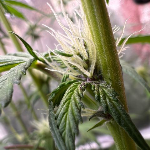 Cookies Gelato Automatic growlog timeline photo