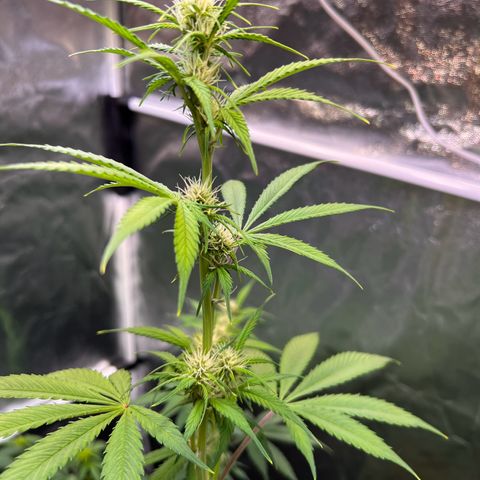 Cookies Gelato Automatic growlog timeline photo