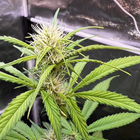 Cookies Gelato Automatic growlog timeline photo
