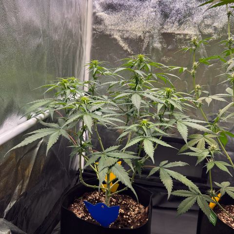 Special Queen #1 growlog photo: Stretch noch nicht so viel wie erhofft, wird aber langsam