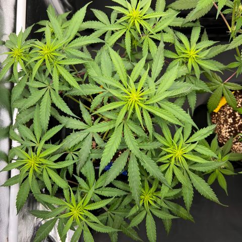 Special Queen #1 growlog photo: Stretch noch nicht so viel wie erhofft, wird aber langsam