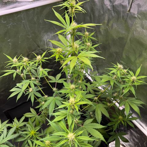 Cookies Gelato Automatic growlog photo: Langsam wird es Purple