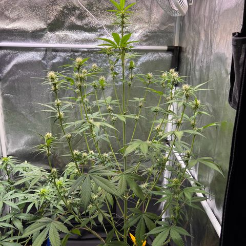 Cookies Gelato Automatic growlog photo: Langsam wird es Purple