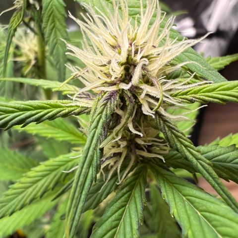 Cookies Gelato Automatic growlog photo: Langsam wird es Purple