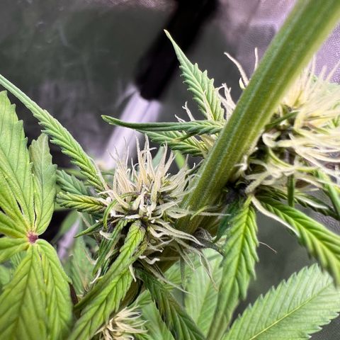 Cookies Gelato Automatic growlog photo: Langsam wird es Purple