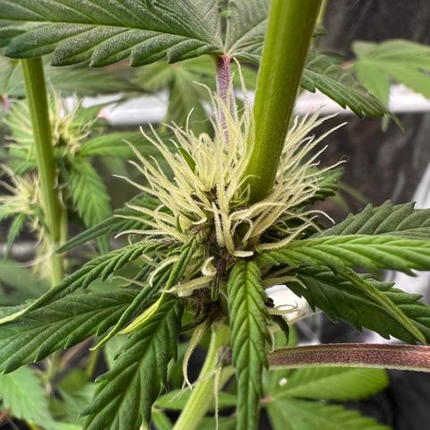Cookies Gelato Automatic growlog photo: Langsam wird es Purple