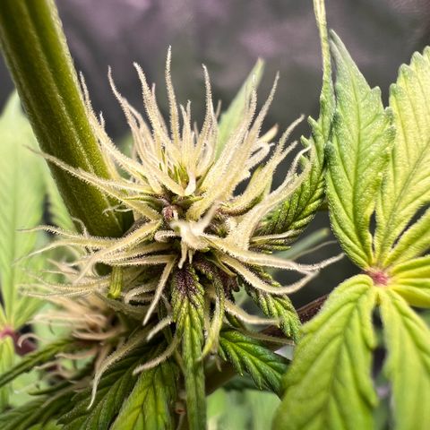 Cookies Gelato Automatic growlog photo: Langsam wird es Purple