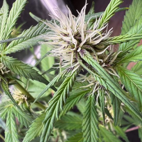 Cookies Gelato Automatic growlog photo: Langsam wird es Purple