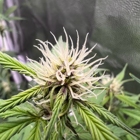 Cookies Gelato Automatic growlog photo: Langsam wird es Purple