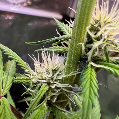 Cookies Gelato Automatic growlog photo: Langsam wird es Purple