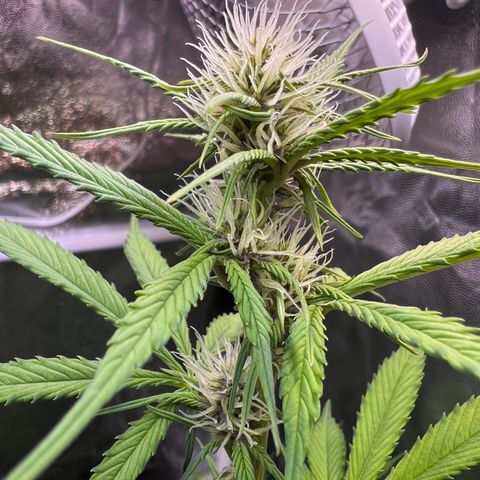 Cookies Gelato Automatic growlog photo: Langsam wird es Purple