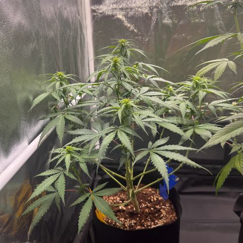 Special Queen #1 growlog timeline photo