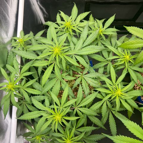 Special Queen #1 growlog timeline photo