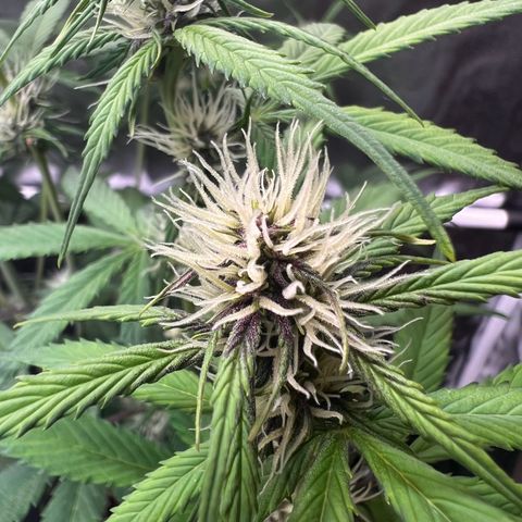 Cookies Gelato Automatic growlog timeline photo
