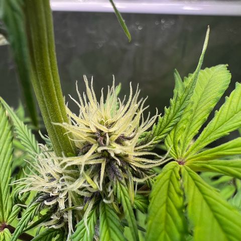 Cookies Gelato Automatic growlog timeline photo