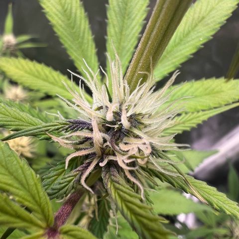 Cookies Gelato Automatic growlog timeline photo