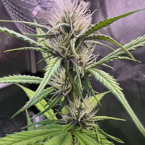 Cookies Gelato Automatic growlog timeline photo