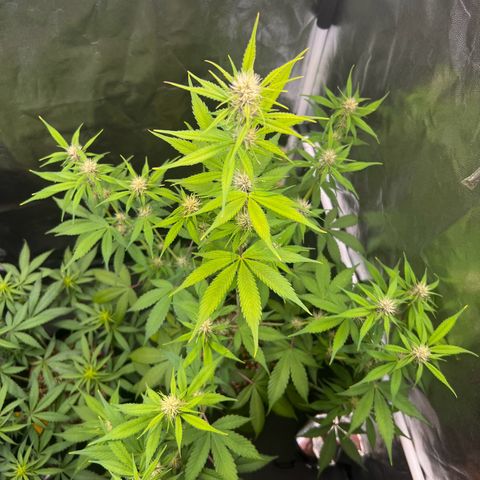 Cookies Gelato Automatic growlog timeline photo