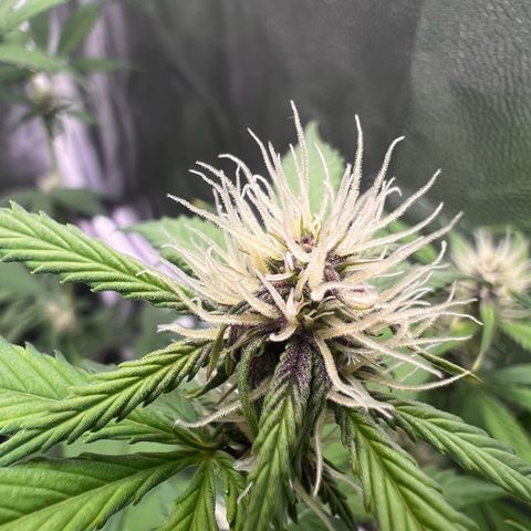 Cookies Gelato Automatic growlog timeline photo