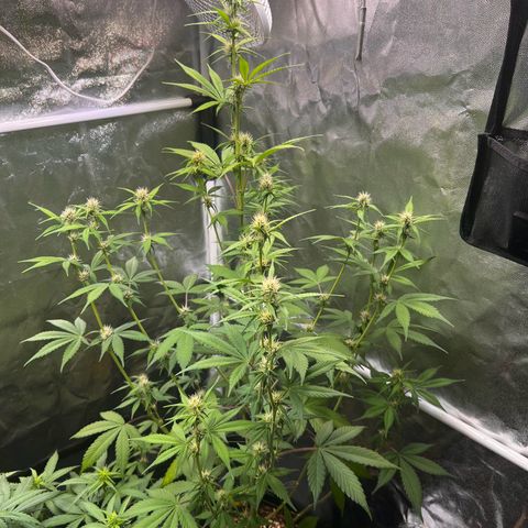 Cookies Gelato Automatic growlog timeline photo