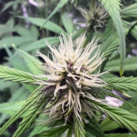 Cookies Gelato Automatic growlog timeline photo