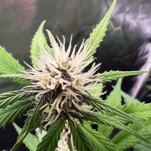 Cookies Gelato Automatic growlog timeline photo