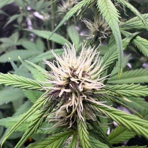 Cookies Gelato Automatic growlog timeline photo