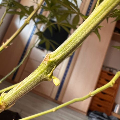 Special Queen #1 growlog photo: Leider zwittert die Special Queen #1 und wird deshalb sofort Separiert. Alle Bananen entfernt, soweit keine offenen sichtbar. Pflanze wird Outdoor weiterwachsen