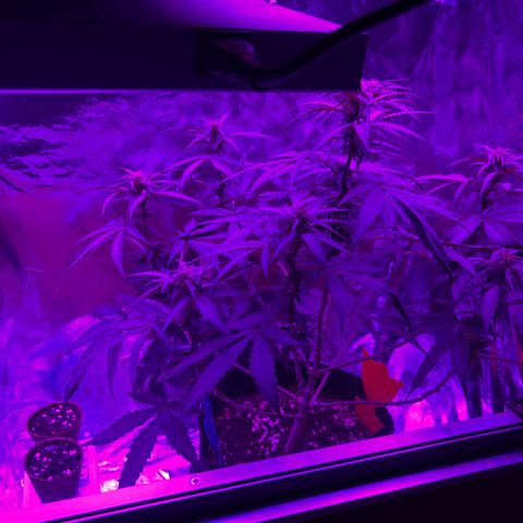 Special Queen #1 growlog photo: Leider zwittert die Special Queen #1 und wird deshalb sofort Separiert. Alle Bananen entfernt, soweit keine offenen sichtbar. Pflanze wird Outdoor weiterwachsen